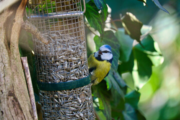 Blue tit feeding at a feeder. Bird species finch. Colorful bird from the animal world