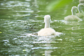 Mute swan chicks. Cute baby animal on the water. Fluffy grey and white plumage