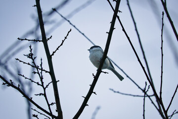Willow tit on a branch in a bush. Bird species with black head and white breast
