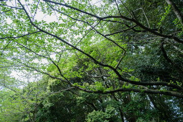 雨上がりの森　初夏の新緑の葉　自然・アウトドア・梅雨・季節