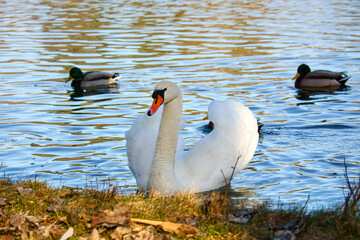 Mute swan swimming on the water. Large white bird. Elegant with splendid plumage