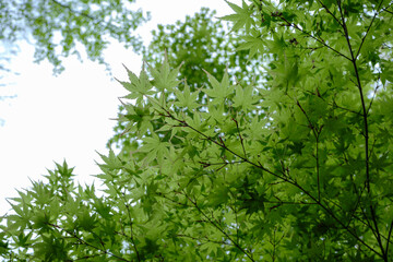 Fototapeta na wymiar 雨上がりの森　初夏・梅雨の濡れた雑木林　楓の新緑