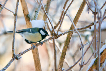 Great tit on snow-covered branches in a shrub. Bird species with black head and breast