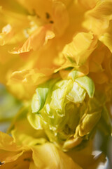 Yellow flower tulip in vase