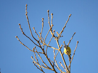 Blue tit on a branch of a tree in front of a blue sky. Bird species finch. Bird