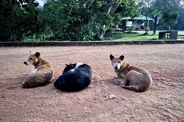 スリランカの野良犬3匹