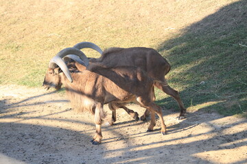 European Ibex Horned Goat in a Zoo Farm