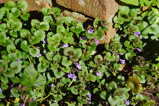 Closeup many flowering ground-ivy (Glechoma hederacea), mint family Lamiaceae in spring. Near a wall. April, Netherlands