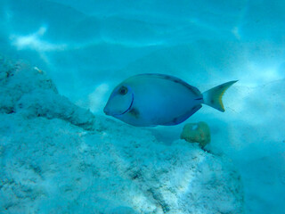 Underwater view at a Ocean surgeon fish (Acanthurus bahianus) in the divers paradies, Bonaire, Caribbean Netherlands