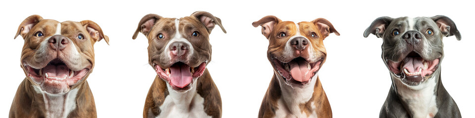 Dog PNG set - portrait photo of happy American Bully isolated transparent background