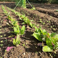 畑で育つ野菜