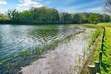 野鳥の楽園になっている、公園にある広大な池の春の風景