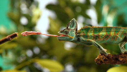 Chameleon  © Nodirbek