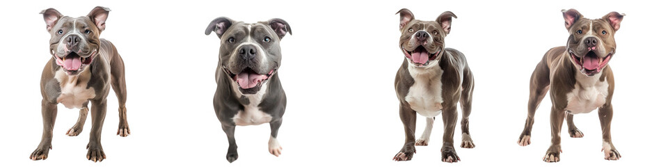 Obraz premium Dog PNG set - standing photo of happy American Bully isolated transparent background