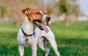 Close up portrait of a cute dog jack russell terrier on green lawn grass