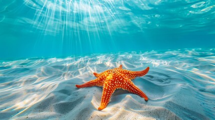 Underwater shot of a starfish gracefully gliding over a sandy seabed, a symbol of marine life's beauty - obrazy, fototapety, plakaty