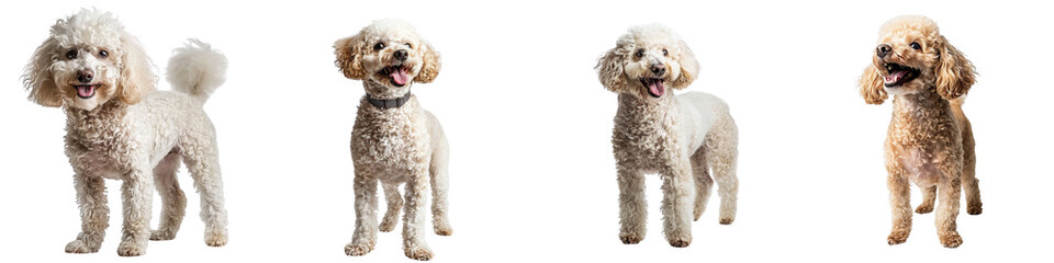 Dog PNG set - standing photo of happy Poodle isolated transparent background