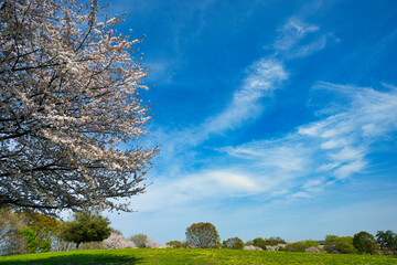 Obraz premium 青空に映える満開の桜