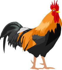rooster cute ilustration
