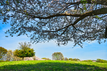 Fototapeta premium 青空に映える満開の桜