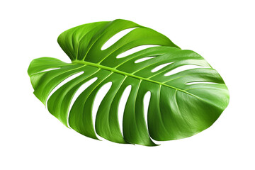 illustration of tropical monstera leaf, Isolated on transparent PNG background, Generative ai