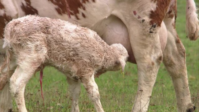 newborn calf drinks milk from its mother 