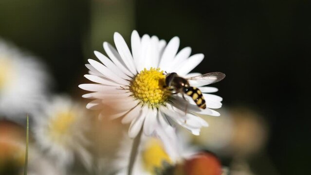 Flying insect and gathering pollen from flower daisy