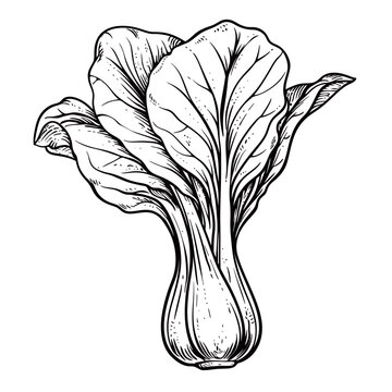 Illustration of a fresh chinese cabbage on a white background.