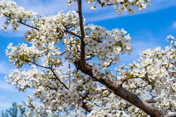Obraz premium Pear flowers bloom in spring