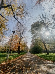 Landscaped park path with fallen autumn leaves and a clear blue sky