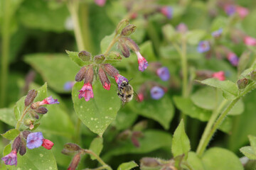 Anthophore plumeuse (Anthophora plumipes)
Anthophora plumipes on an unidentified flower or plant
