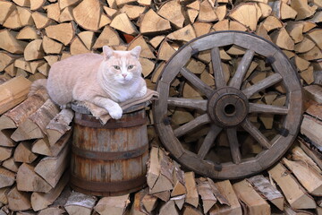 In a barn a ginger cat sits on a wooden barrel next to an old wagon wheel that are amidst a woodpile of chopped birch firewood. 
