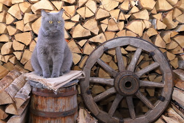 In a barn a grey cat sits on a wooden barrel next to an old wagon wheel that are amidst a woodpile of chopped birch firewood.