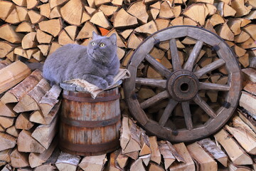 In a barn a grey cat sits on a wooden barrel next to an old wagon wheel that are amidst a woodpile of chopped birch firewood.