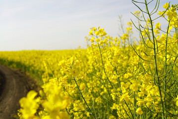 Close-up of rapeseed flowers growing on the edge of a field near a rural road