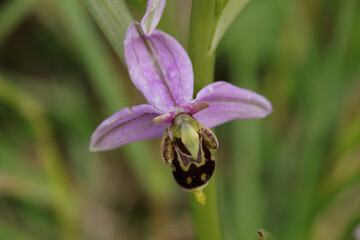 Ophrys x albertiana (O. apifera x fuciflora)
O. apifera x fuciflora in flower
