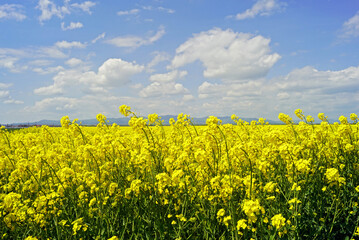 A field with blooming bright yellow rapeseed and a blue sky with clouds
