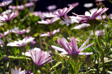 Field of lilac daisies after rain on a sunny day