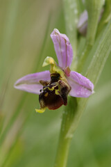 Ophrys x albertiana (O. apifera x fuciflora)
O. apifera x fuciflora in flower
