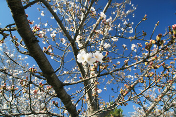 花シリーズ：青空と桜
