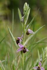 Ophrys x albertiana (O. apifera x fuciflora)
O. apifera x fuciflora in flower
