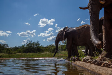 Obraz premium Two African bush elephant drinking at waterhole in Kruger National park, South Africa ; Specie Loxodonta africana family of Elephantidae