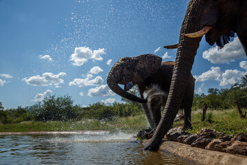Two African bush elephant  drinking at waterhole in Kruger National park, South Africa ; Specie...