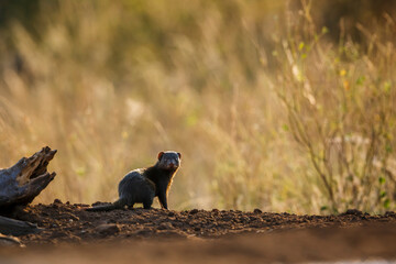 Common dwarf mongoose in Kruger National park, South Africa ; Specie Helogale parvula family of Herpestidae