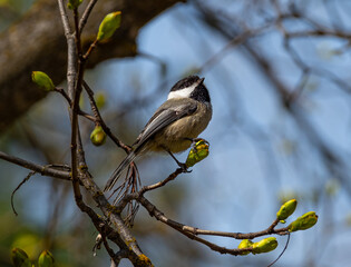 Bird resting on branch during the spring time
