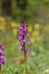 Obraz premium Orchis mâle (Orchis mascula) Orchis mascula in flower 
