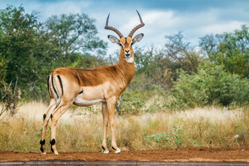 Common Impala horned male full frame ground level in Kruger National park, South Africa ; Specie...