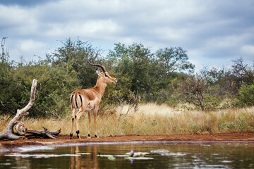 Common Impala horned male standing along waterhole in Kruger National park, South Africa ; Specie Aepyceros melampus family of Bovidae