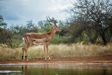 Common Impala horned male standing along waterhole in Kruger National park, South Africa ; Specie Aepyceros melampus family of Bovidae