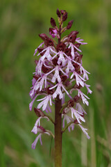 Orchis pourpre (Orchis purpurea)
Orchis purpurea in flower